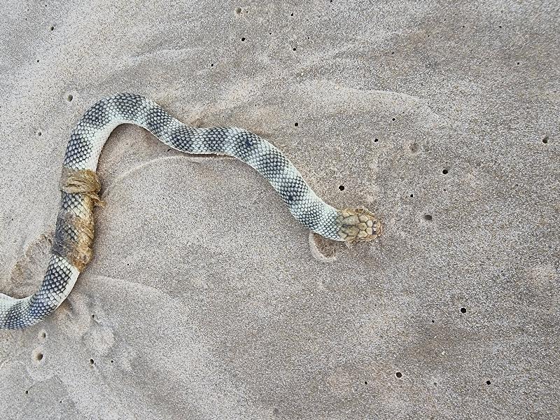 Olive-Headed_Sea_Snake__Disteira_major__019.jpg