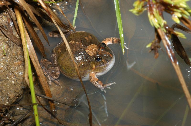 Ornate_Burrowing_Frog__Opisthodon_ornatus__002.jpg