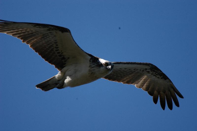 Osprey__Pandion_haliaetus__001.jpg