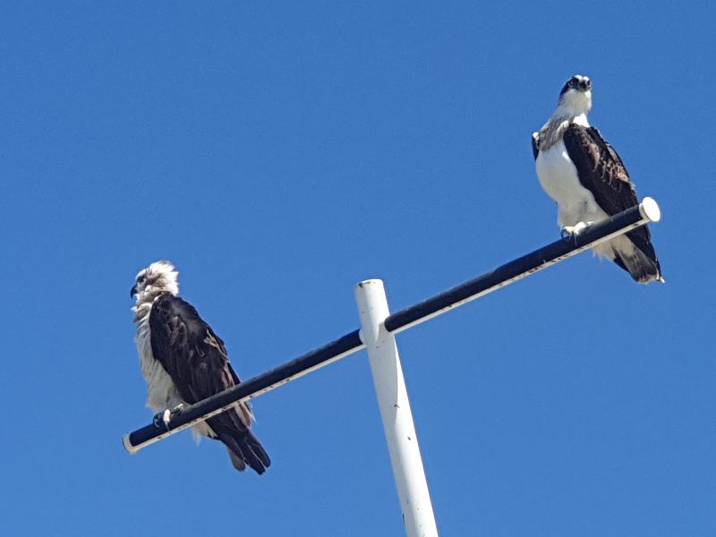 Osprey__Pandion_haliaetus__002.jpg