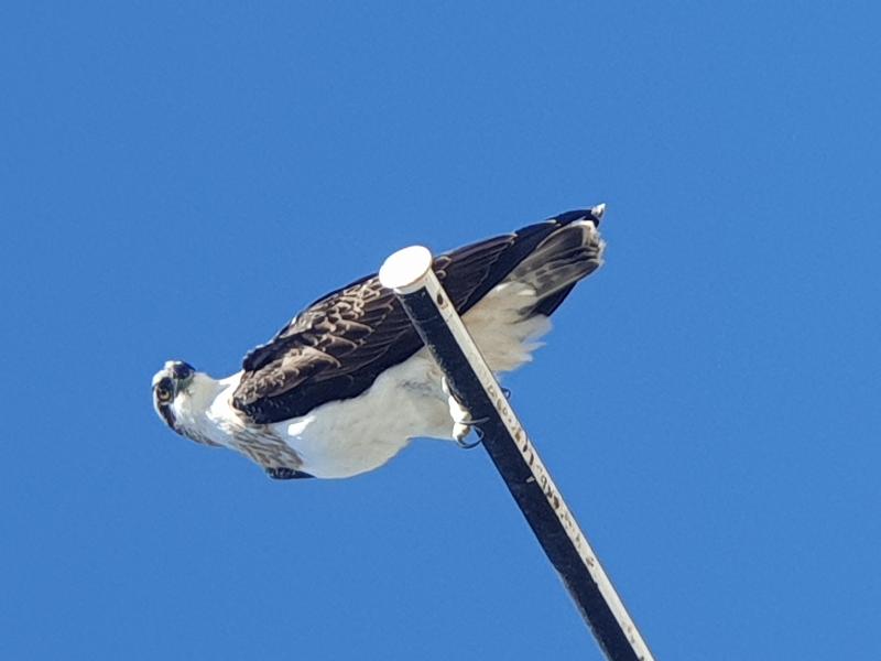 Osprey__Pandion_haliaetus__003.jpg