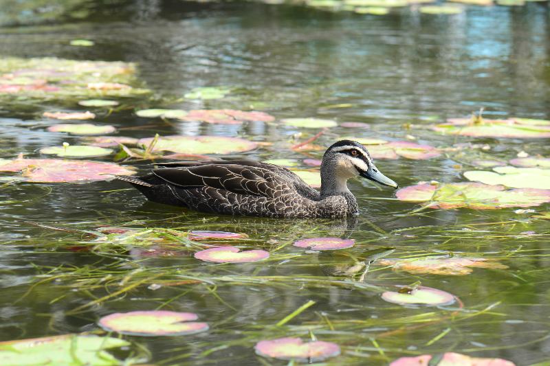 Pacific_Black_Duck__Anas_superciliosa__003.jpg