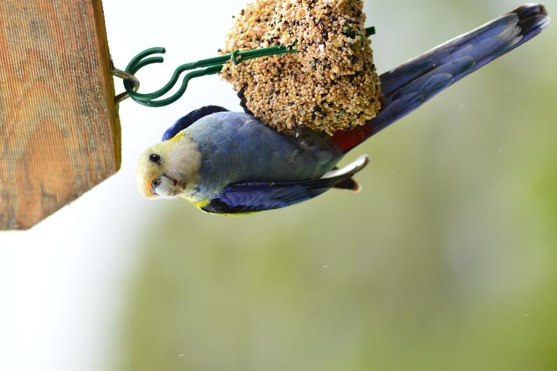 Pale-headed_Rosella__Platycercus_adscitus__002.jpg