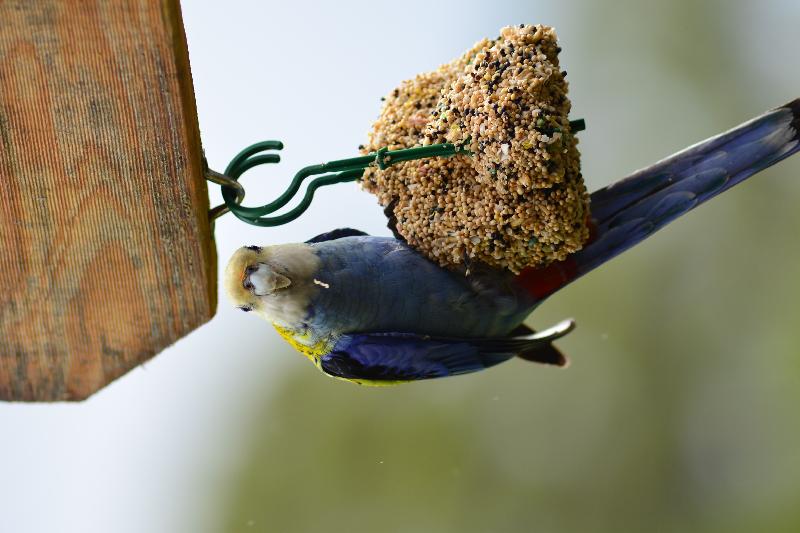 Pale-headed_Rosella__Platycercus_adscitus__003.jpg