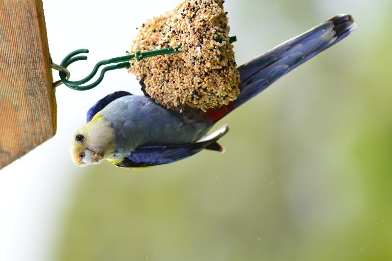 Pale-headed_Rosella__Platycercus_adscitus__004.jpg