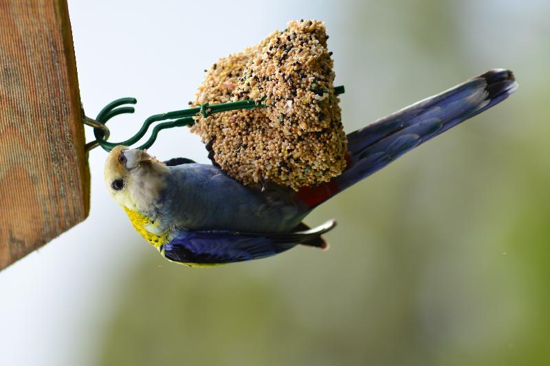 Pale-headed_Rosella__Platycercus_adscitus__005.jpg