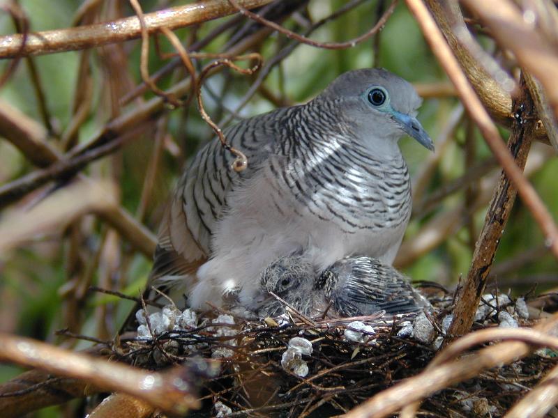 Peaceful_Dove__Geopelia_striata__001.jpg