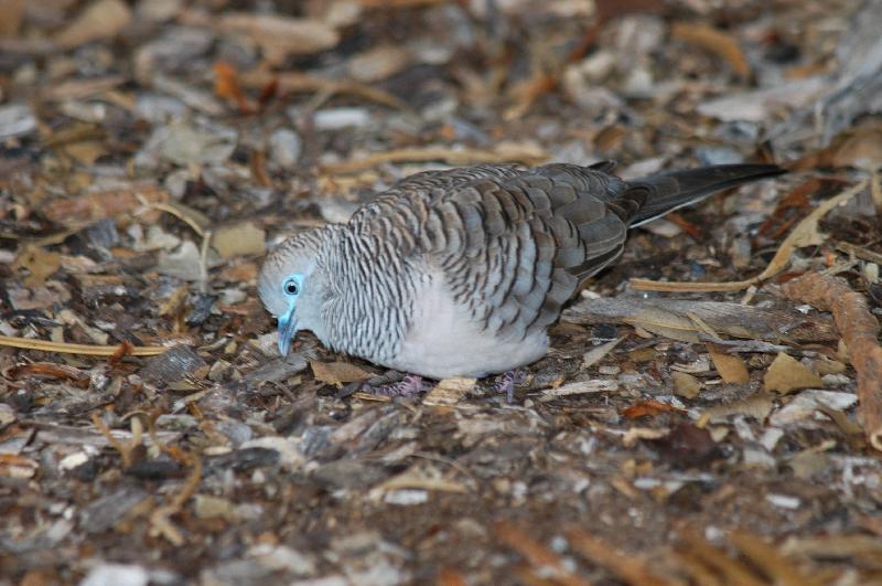 Peaceful_Dove__Geopelia_striata__002.jpg