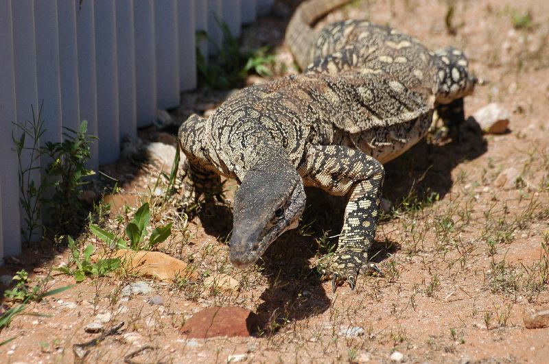 Perentie__Varanus_giganteus__001.jpg