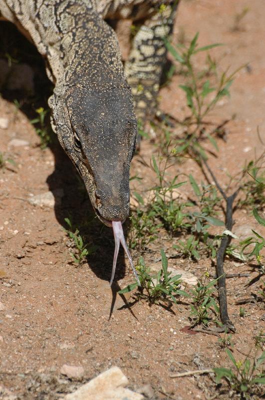 Perentie__Varanus_giganteus__002.jpg