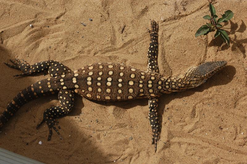 Perentie__Varanus_giganteus__004.jpg