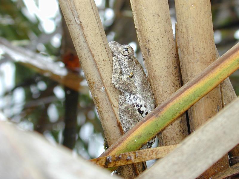 Peron's_Tree_Frog__Litoria_peronii__002.jpg