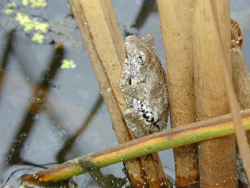 Peron's_Tree_Frog__Litoria_peronii__003.jpg