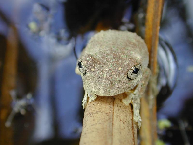 Peron's_Tree_Frog__Litoria_peronii__004.jpg