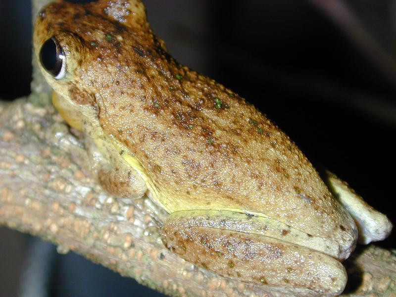 Peron's_Tree_Frog__Litoria_peronii__005.jpg