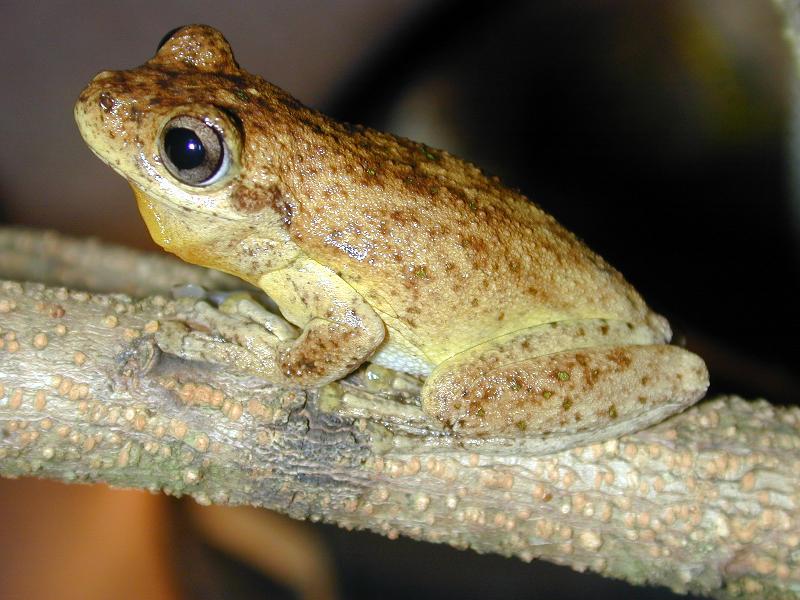 Peron's_Tree_Frog__Litoria_peronii__006.jpg