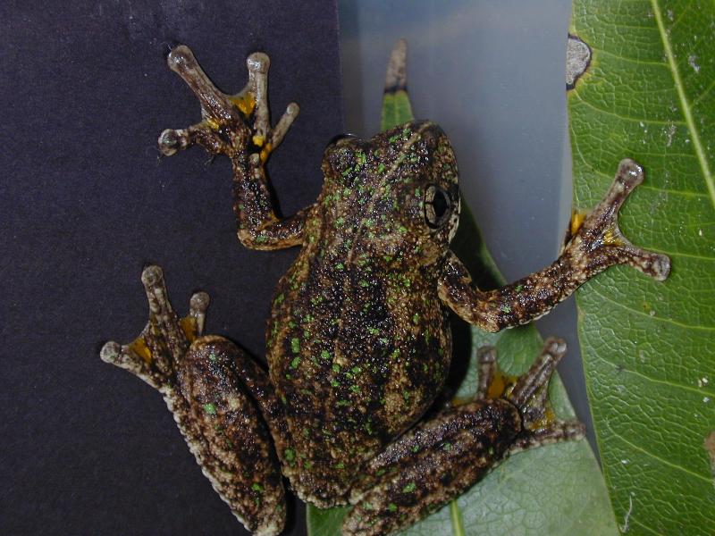 Peron's_Tree_Frog__Litoria_peronii__007.jpg