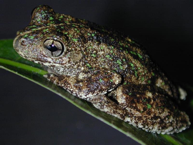 Peron's_Tree_Frog__Litoria_peronii__008.jpg