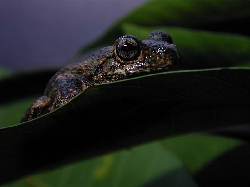 Peron's_Tree_Frog__Litoria_peronii__009.jpg