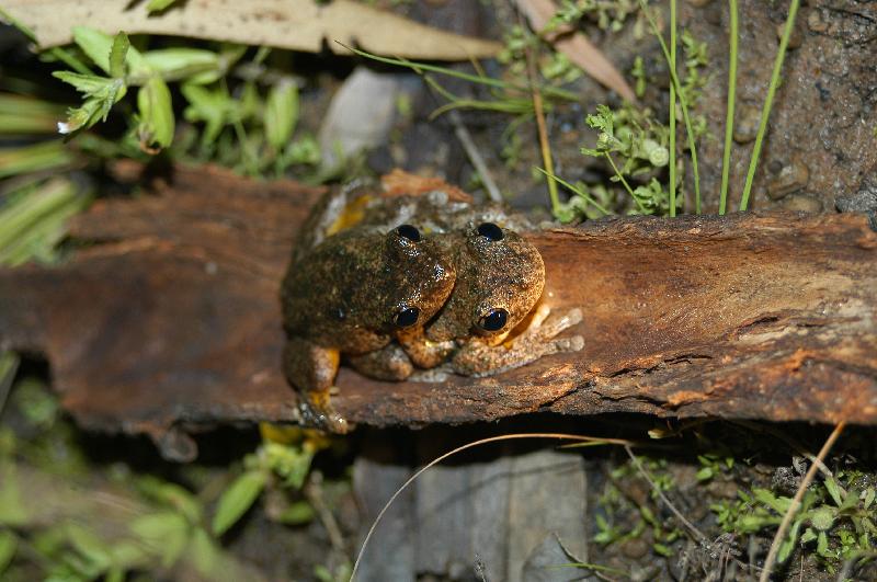 Peron's_Tree_Frog__Litoria_peronii__010.jpg