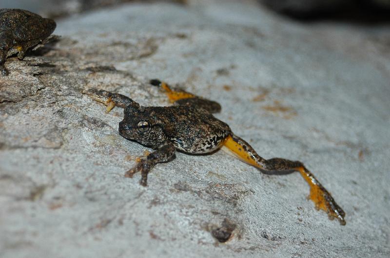 Peron's_Tree_Frog__Litoria_peronii__011.jpg