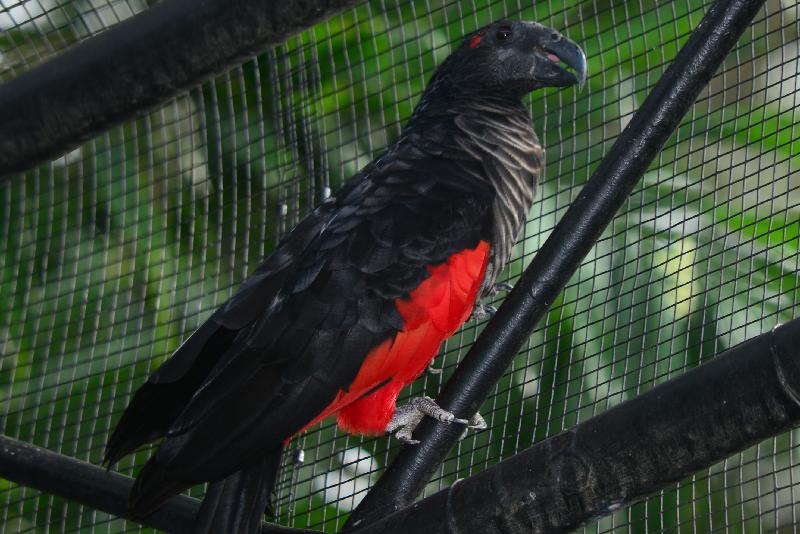 Pesquet's_parrot__Psittrichas_fulgidus__001.jpg