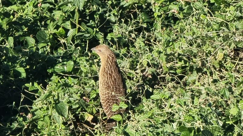 Pheasant_Coucal__Centropus_phasianinus__001.jpg