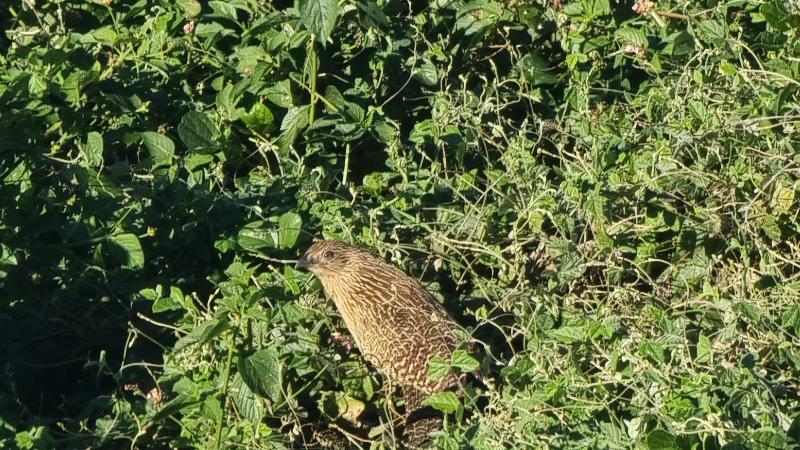 Pheasant_Coucal__Centropus_phasianinus__002.jpg