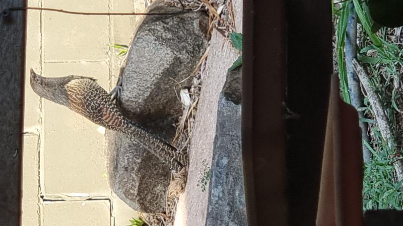 Pheasant_Coucal__Centropus_phasianinus__003.jpg