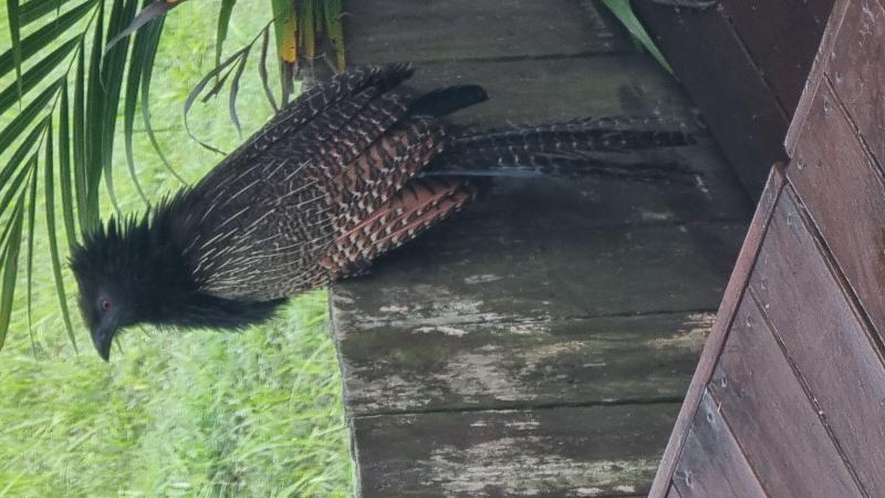 Pheasant_Coucal__Centropus_phasianinus__004.jpg
