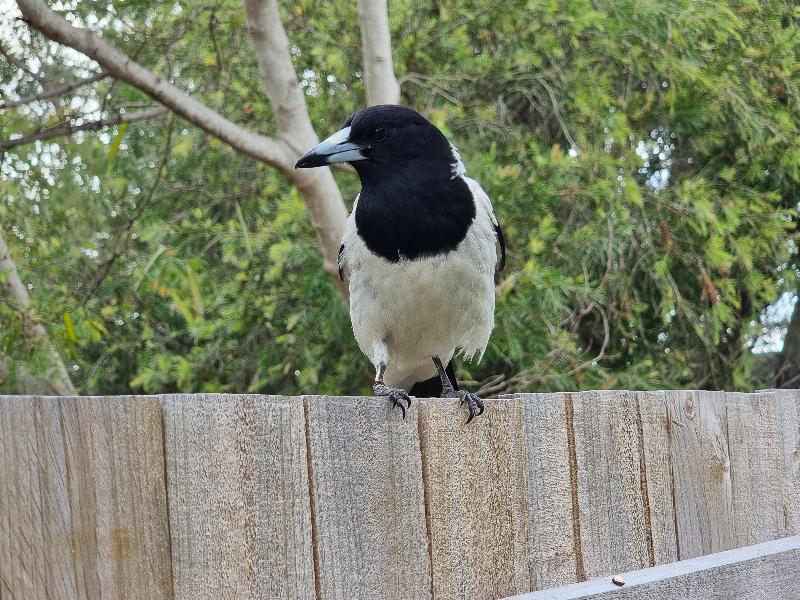 Pied_Butcherbird__Cracticus_nigrogularis__001.jpg