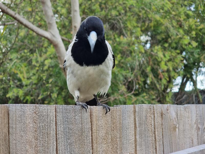 Pied_Butcherbird__Cracticus_nigrogularis__002.jpg