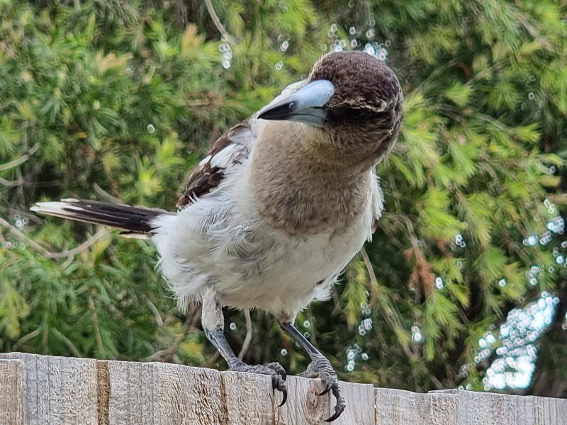 Pied_Butcherbird__Cracticus_nigrogularis__003.jpg