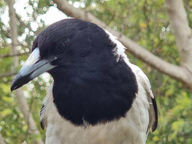 Pied_Butcherbird__Cracticus_nigrogularis__004.jpg