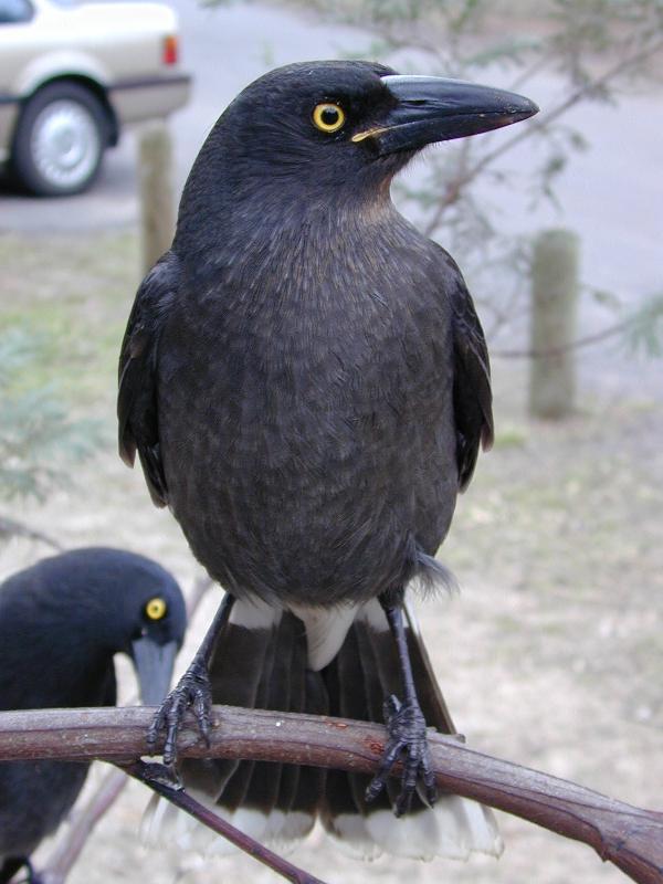 Pied_Currawong__Strepera_graculina__002.jpg