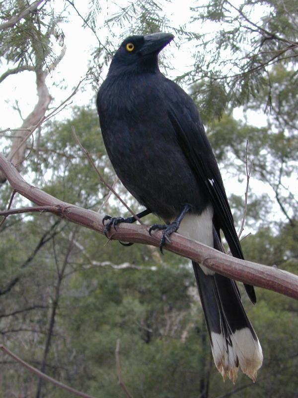 Pied_Currawong__Strepera_graculina__003.jpg