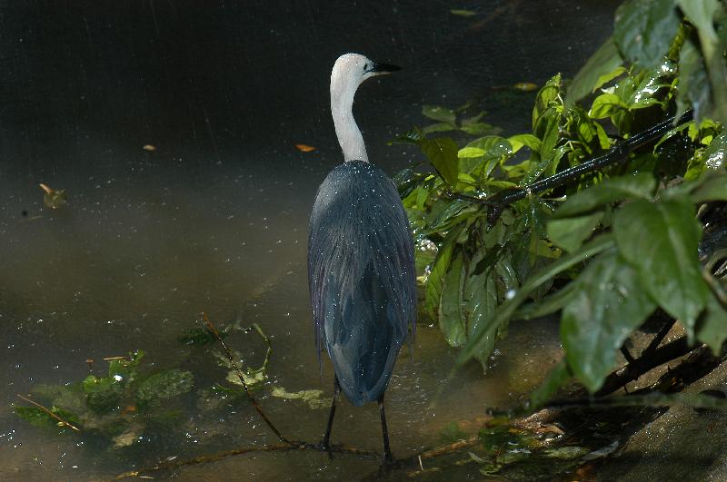 Pied_Heron__Egretta_picata__001.jpg