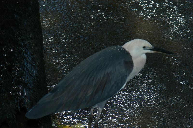 Pied_Heron__Egretta_picata__003.jpg