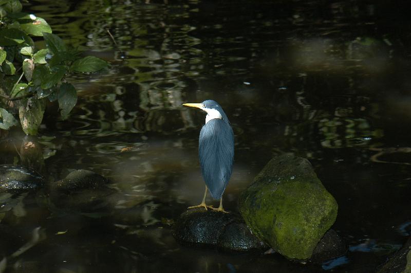 Pied_Heron__Egretta_picata__004.jpg