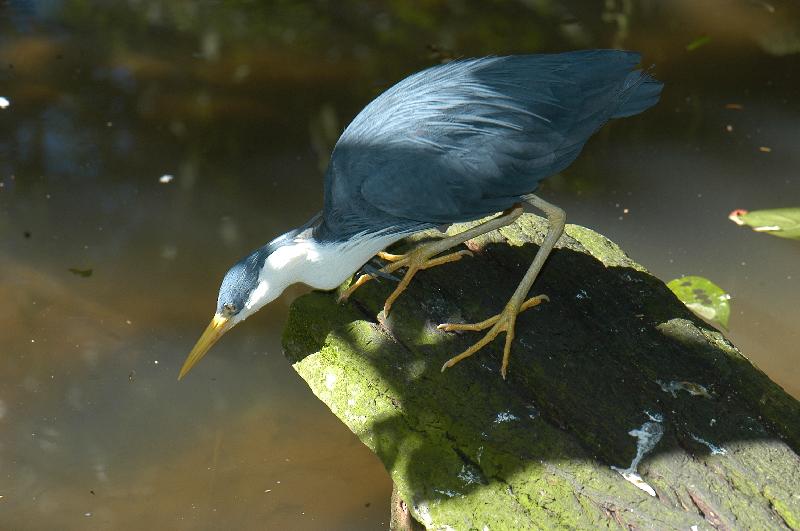 Pied_Heron__Egretta_picata__005.jpg