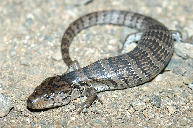 Pink-Tongued_Skink__Cyclodomorphus_gerrardii__002.jpg