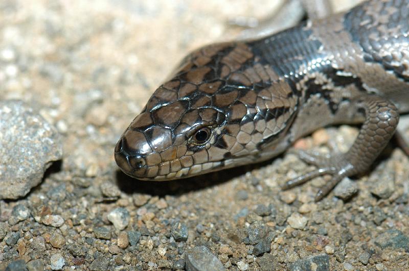 Pink-Tongued_Skink__Cyclodomorphus_gerrardii__003.jpg