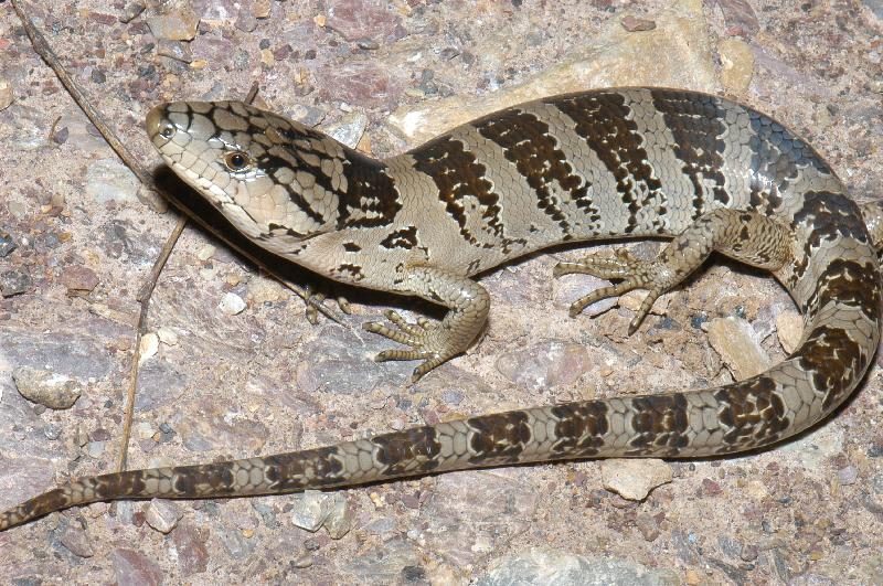 Pink-Tongued_Skink__Cyclodomorphus_gerrardii__005.jpg