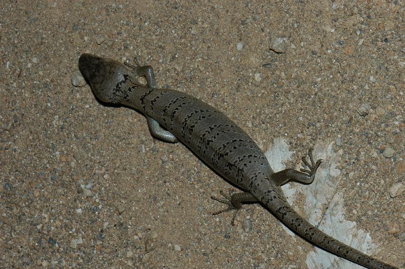 Pink-Tongued_Skink__Cyclodomorphus_gerrardii__006.jpg