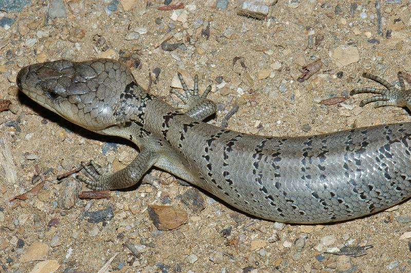 Pink-Tongued_Skink__Cyclodomorphus_gerrardii__007.jpg