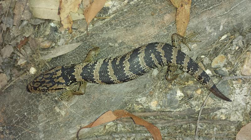 Pink-Tongued_Skink__Cyclodomorphus_gerrardii__008.jpg