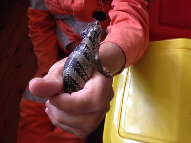 Pink-Tongued_Skink__Cyclodomorphus_gerrardii__010.jpg