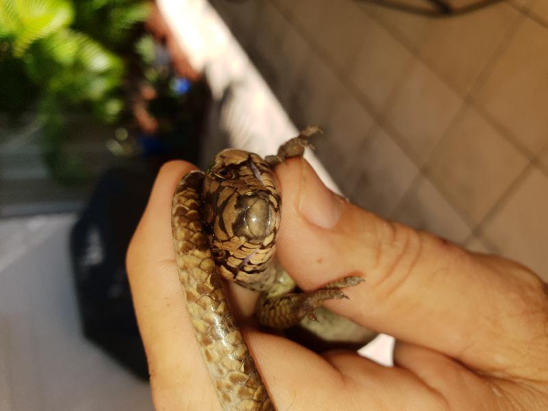 Pink-Tongued_Skink__Cyclodomorphus_gerrardii__012.jpg