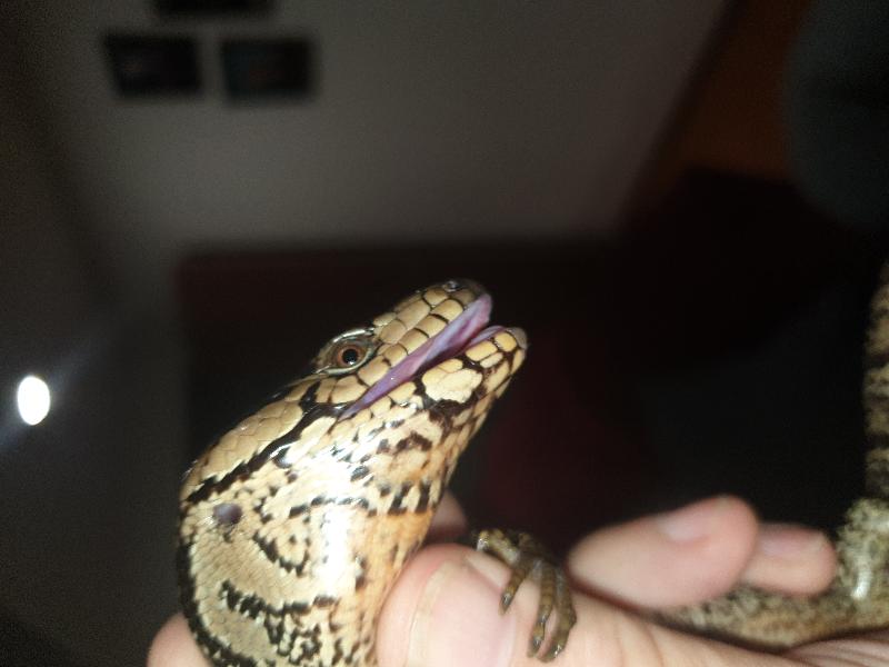 Pink-Tongued_Skink__Cyclodomorphus_gerrardii__014.jpg