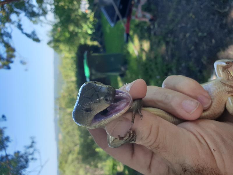 Pink-Tongued_Skink__Cyclodomorphus_gerrardii__019.jpg